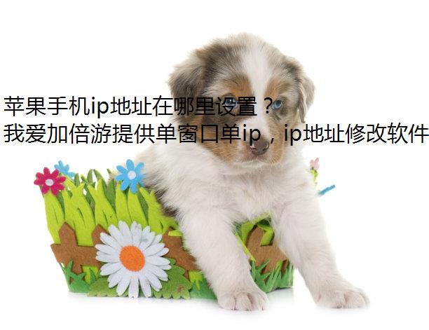 苹果手机ip地址在哪里设置？