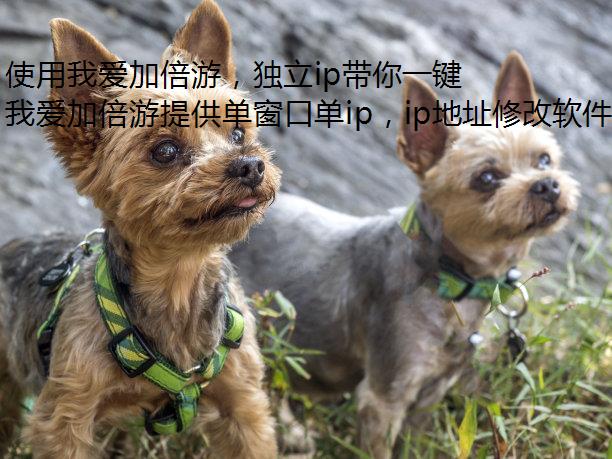 使用我爱加倍游，独立ip带你一键切换中卫的静态网络