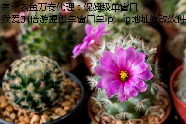 有米老鱼万安代理：保姆级单窗口单IP教程解析